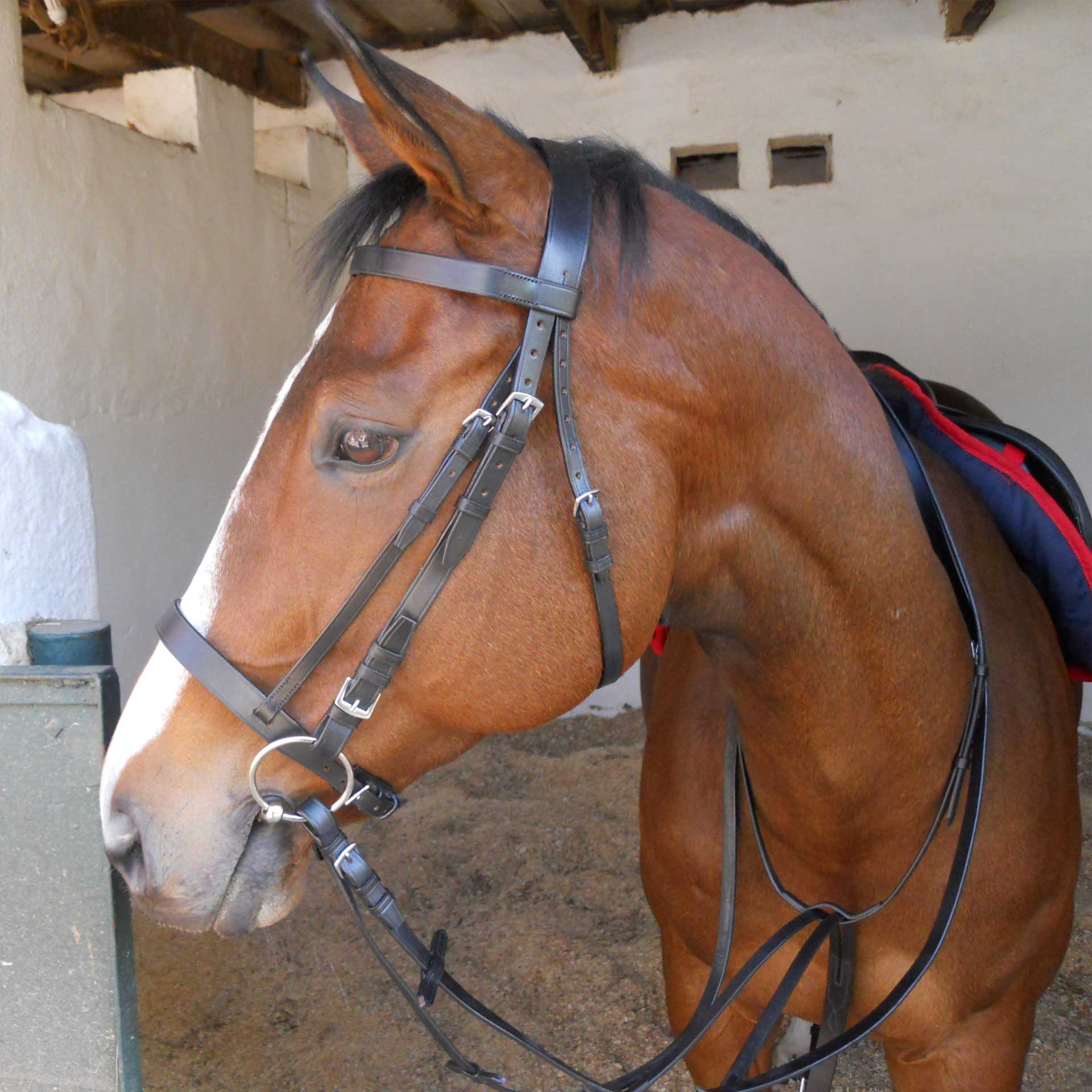 Bridle Caveson Work Solo